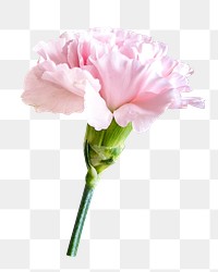 Pink carnation flower png sticker, transparent background