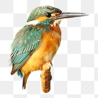 Kingfisher bird png sticker, transparent background