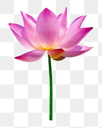 Pink lotus flower png sticker, transparent background