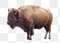 Bison png sticker, transparent background