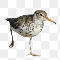 Sandpiper bird png animal sticker, transparent background
