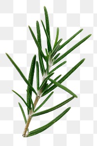 Rosemary leaf png sticker isolated image, transparent background