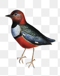 Macklot's pitta png bird sticker, transparent background