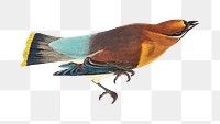 Cedar png bird sticker, transparent background