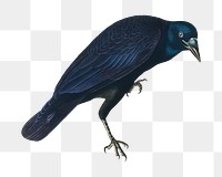 American crow png bird sticker, transparent background