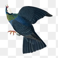 White-crowned pigeon png bird sticker, transparent background