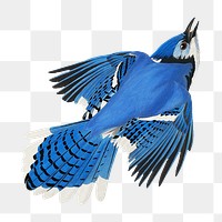 Blue jay png bird sticker, transparent background