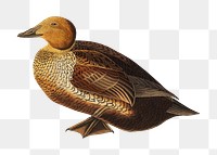 King duck png bird sticker, transparent background