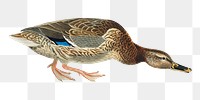 Mallard duck png bird sticker, transparent background
