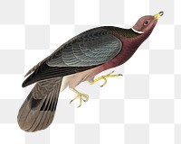 Band-tailed pigeon png bird sticker, transparent background