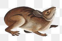 Wild rabbit png sticker, vintage animal on transparent background