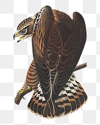 Rough-legged falcon png bird sticker, transparent background
