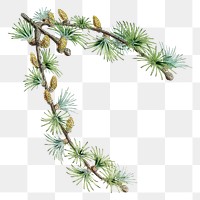 Sikkim larch  png sticker, transparent background, vintage Himalayan plants illustration.  Remixed by rawpixel.