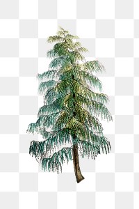 Sikkim larch tree png sticker, transparent background, vintage Himalayan plants illustration.  Remixed by rawpixel.