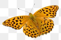 Png silver-washed fritillary butterfly sticker, animal image, transparent background