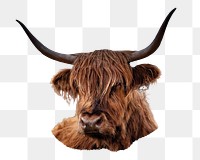 Bull png sticker, animal image, transparent background