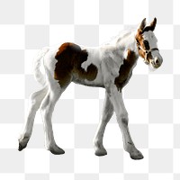 Young horse png sticker, animal image, transparent background