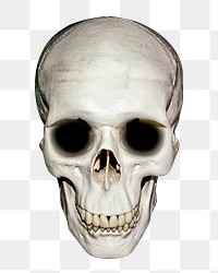 Skull png sticker, transparent background