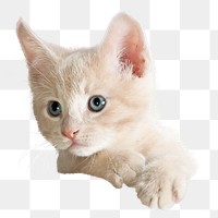 White kitten png sticker, animal image, transparent background