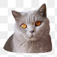 British shorthair cat png sticker, transparent background