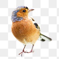 Chaffinch bird png, transparent background