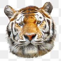 Tiger head png sticker, transparent background