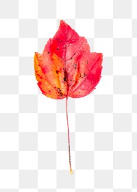 Maple leaf png sticker, Autumn aesthetic, transparent background