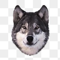 Wolf png animal, transparent background