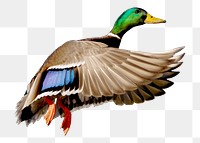 Mallard duck png, transparent background