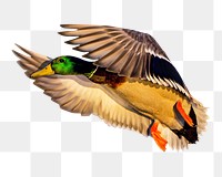 Mallard duck png, transparent background