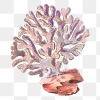 Coral illustration png sticker, transparent background