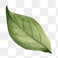 Stewartia green leaf png watercolor botanical sticker, transparent background