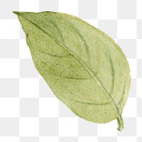 Green leaf png watercolor stewartia green sticker, transparent background