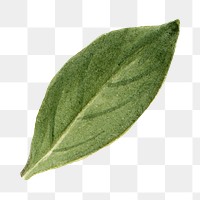 Watercolor leaf png stewartia green sticker, transparent background