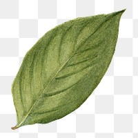 Watercolor green leaf png stewartia green sticker, transparent background
