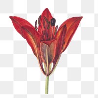 Wood lily png watercolor botanical sticker, transparent background