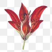 Red lily png watercolor botanical sticker, transparent background