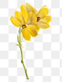 Psilostrophe sparsiflora png yellow flower sticker, transparent background