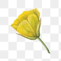 Yellow flower png vintage goldenbowl mariposa sticker, transparent background