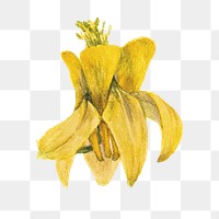 Yellow flower png vintage lemon columbine sticker, transparent background