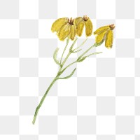 Yellow flower png vintage psilostrophe sparsiflora sticker, transparent background