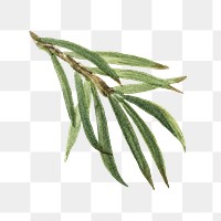 Watercolor leaf png California nutmeg branch sticker, transparent background