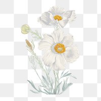 White flower png vintage matilija poppy sticker, transparent background