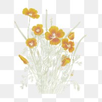 Yellow flower, png Vintage Mexican poppy sticker, transparent background