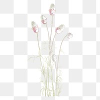 Purple flower png dalea purpurea sticker, transparent background