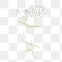 PNG vintage blue phlox flower sticker, transparent background