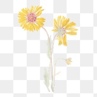 Perennial gaillardia png vintage yellow flower sticker, transparent background