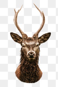 Red deer png sticker, transparent background
