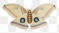 Great Moth  png sticker, vintage animal illustration transparent background. Remixed by rawpixel.