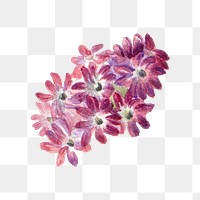 Pink flower png vintage sand verbena sticker, transparent background